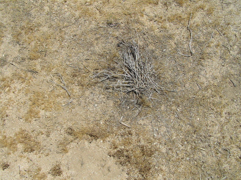 Groundcover at the confluence point.