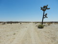 #7: A landmark tree west of 118W, near a road that almost follows the 35<sup>th</sup> parallel.