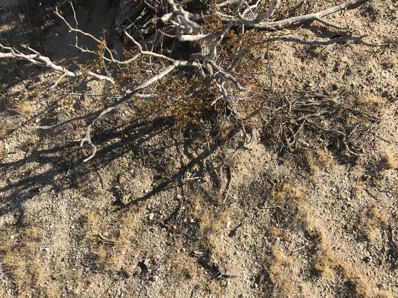 Ground cover at the confluence point.