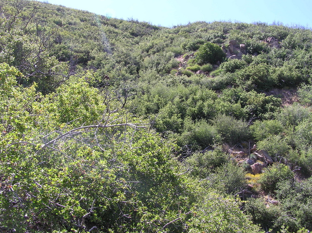 View west (back up the steep hill, towards Sierra Madre Road)