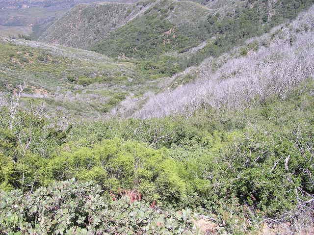 Looking down from the road towards the confluence point - 0.1 difficult miles away