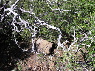 #1: The confluence point - on a steep, scrubby hillside