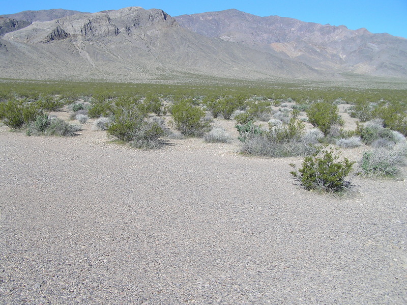 The site of 36 North 116 West is 2 meters from the edge of the clearing, in the foreground, looking west-northwest.