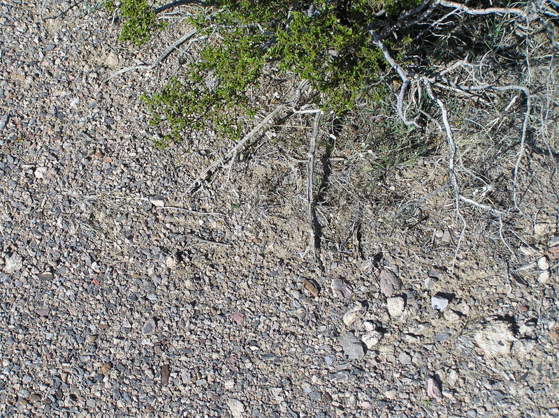 Ground cover at the confluence site.