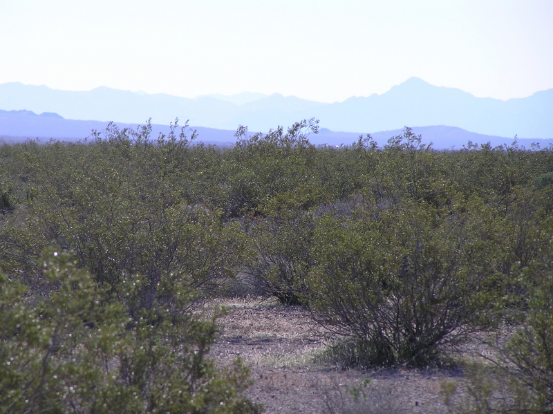 View to the east from the confluence.