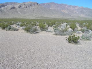 #1: The site of 36 North 116 West is 2 meters from the edge of the clearing, in the foreground, looking west-northwest.