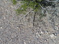 #2: Ground cover at the confluence site.