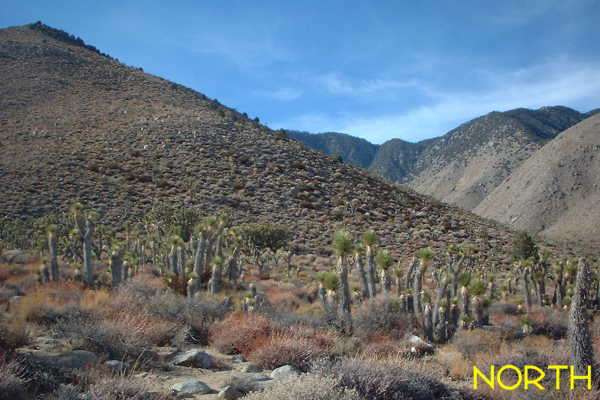 Looking north from the confluence point