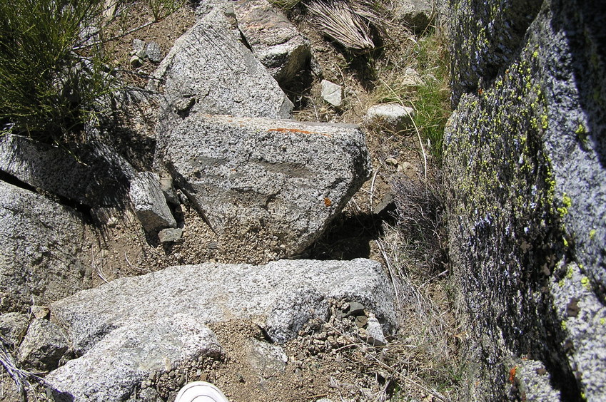 Groundcover at the confluence point.