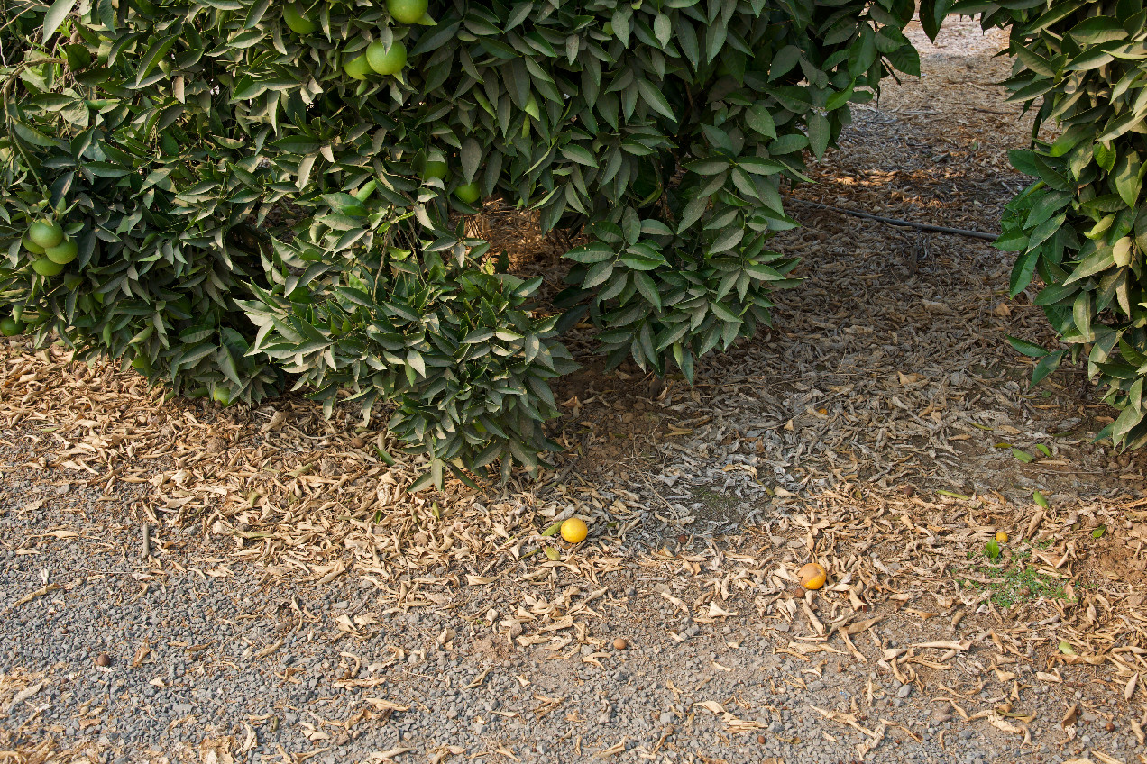 Ground cover at the confluence point