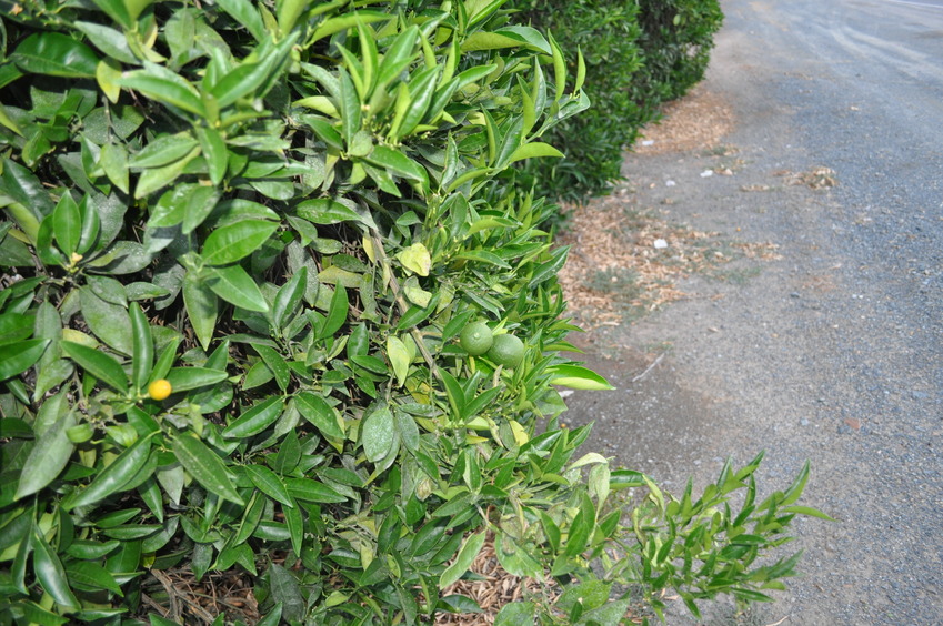 The confluence point lies at the edge of the road, beside an orange grove