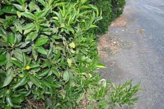 #1: The confluence point lies at the edge of the road, beside an orange grove