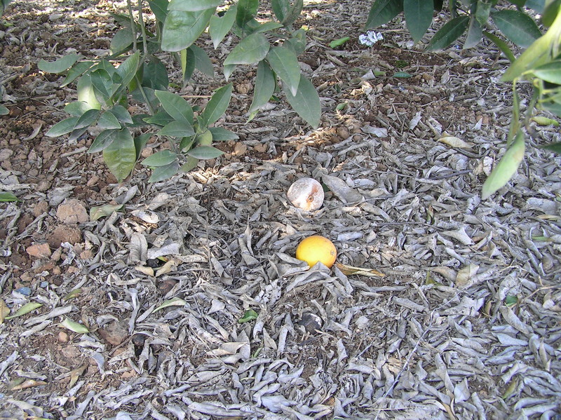 Groundcover at the confluence point.