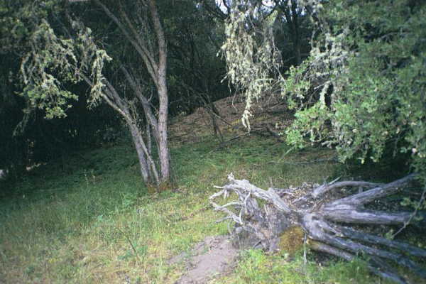 A view of the confluence point, which lies just within the chaparral in the background