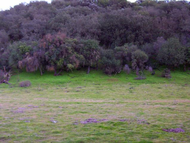 Looking east from the nearby clearing.