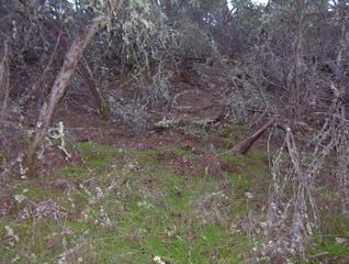 #1: The confluence lies about 20 feet into the dense chaparral.