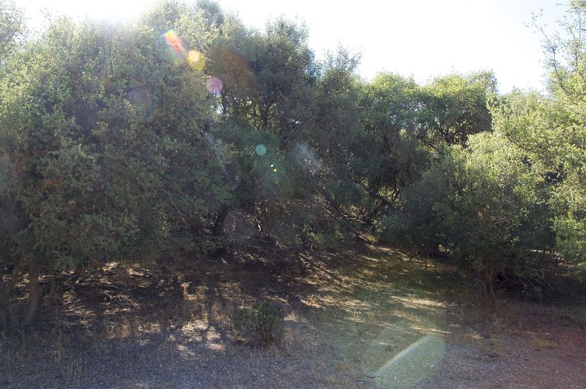 View West (towards the confluence point) from the meadow 120 feet away 