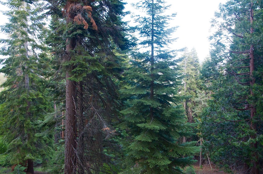 View East (towards Wishon Reservoir - not visible here)