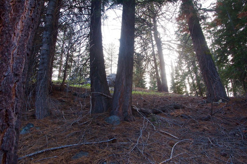 View West (up the hillside, into the late afternoon sun)