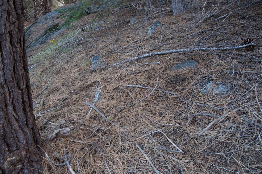 The confluence point lies on this forested hillside