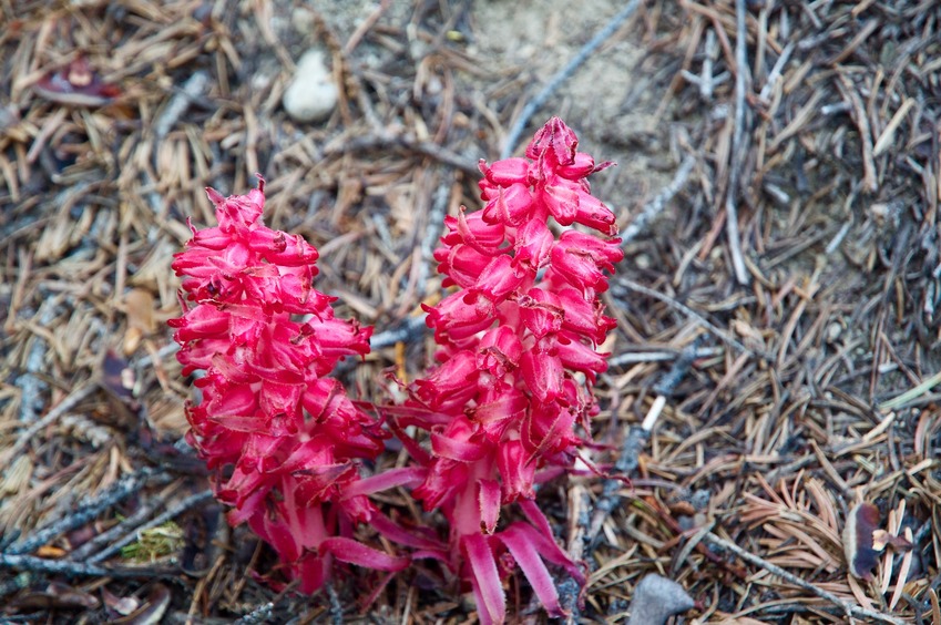 A wildflower growing near the confluence point