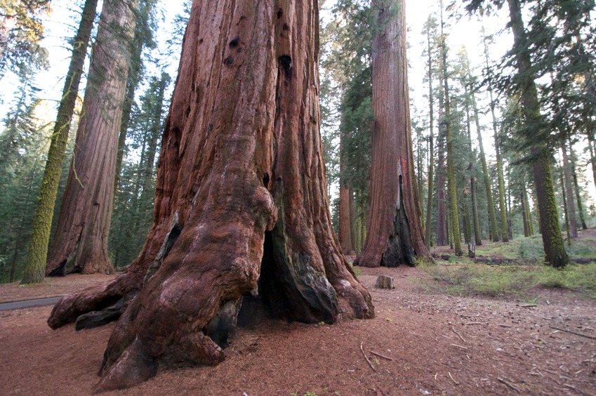 The McKinley Grove of Giant Sequioas, en route to the confluence point