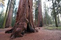 #9: The McKinley Grove of Giant Sequioas, en route to the confluence point