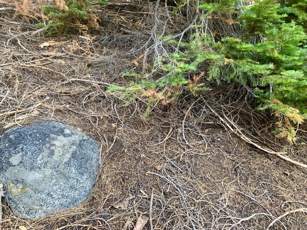 Ground cover at the confluence point