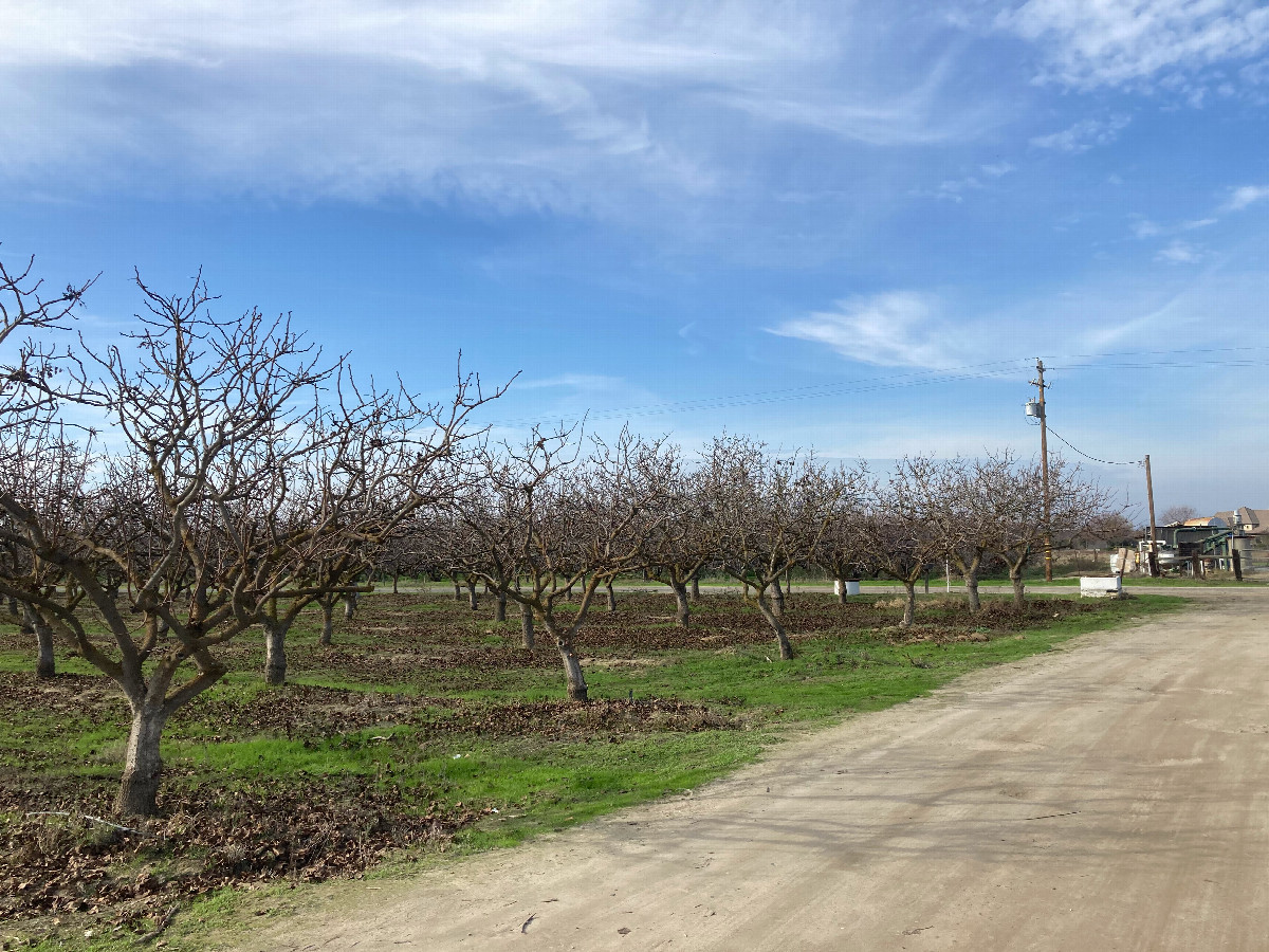 Looking toward Island Drive through some almond trees at the dirt patch where we parked