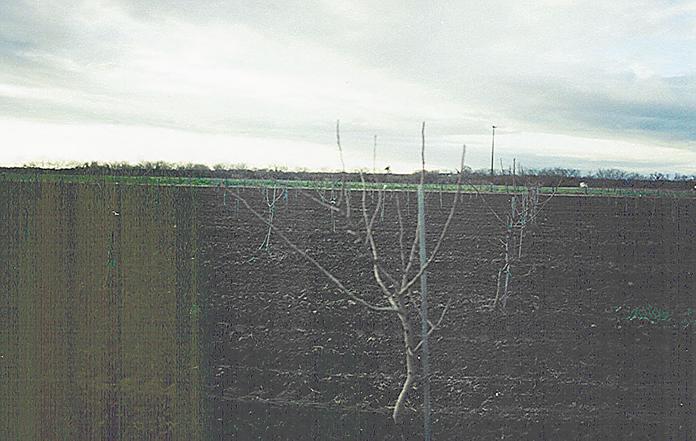 Newly planted trees west of the confluence