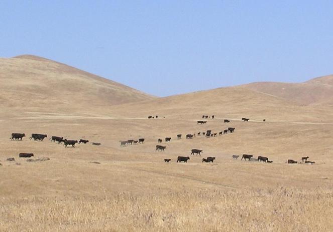 Cattle taking an interest in confluencing