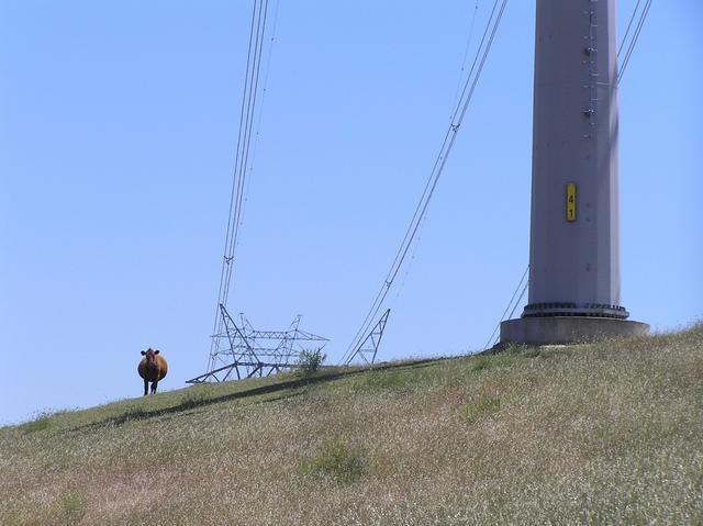 37 North 121 West:  Cows and powerlines.