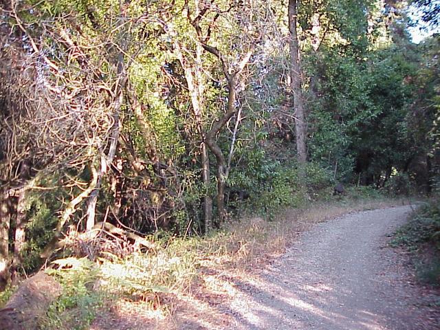 View to the east from the confluence, showing the trail.