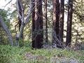 #6: View to the north from the confluence.