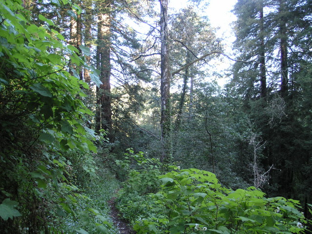 Looking towards the confluence from the path