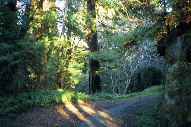 The forested area surrounding the confluence.