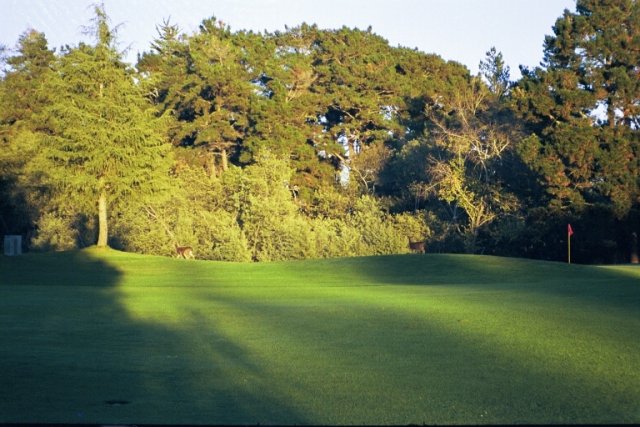 Deer walking across the nearby golf course.