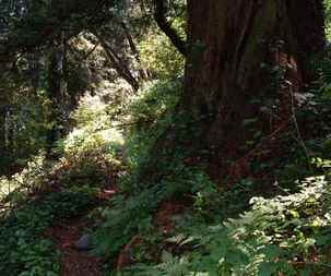 #1: Trail near the confluence of N37 W122