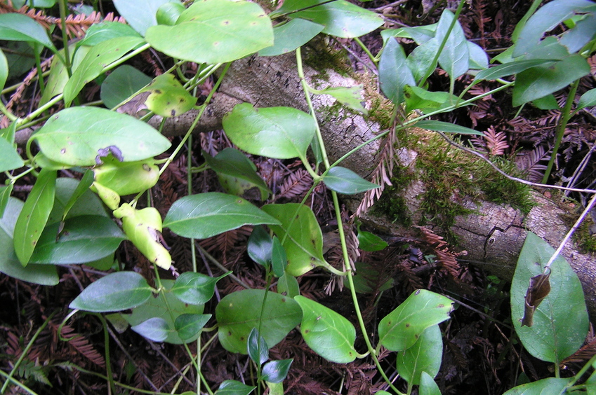 Groundcover at the confluence point.