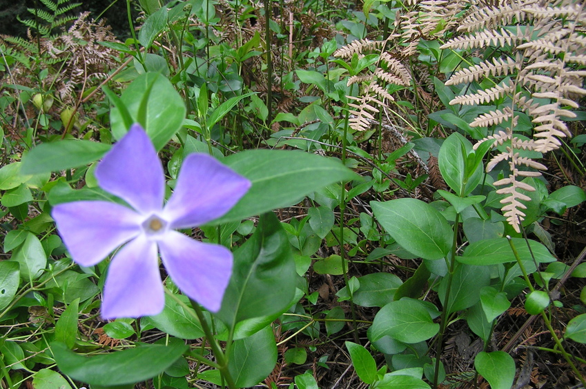 Flower just uphill from the confluence. 