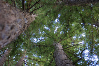 #1: The view looking straight up from the Confluence.