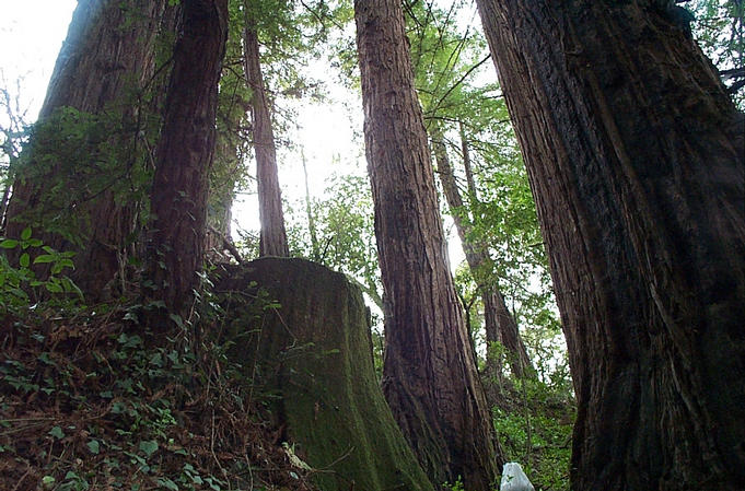 Confluence next to a small group of Redwoods.