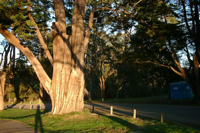 Them trees get real big