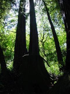 #1: Back lit view of the confluence from just down the trail