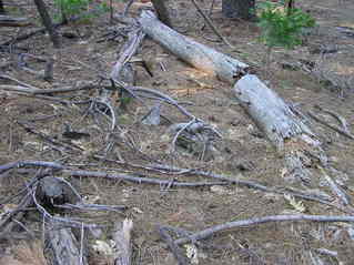 #1: The confluence point, in a pine forest