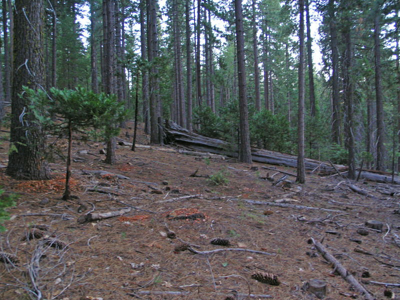 View north towards a huge treefall