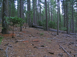 #1: View north towards a huge treefall