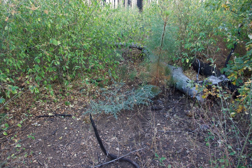 The confluence point lies within burned-out pine forest, now filled with thick underbrush