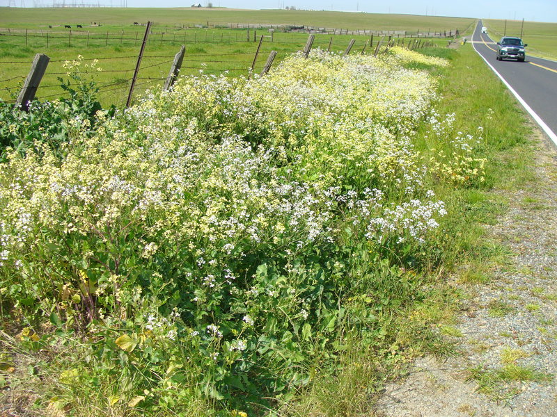 A riot of roadside color at 38N 121W. (If you can make a riot with only yellow, white and green...)