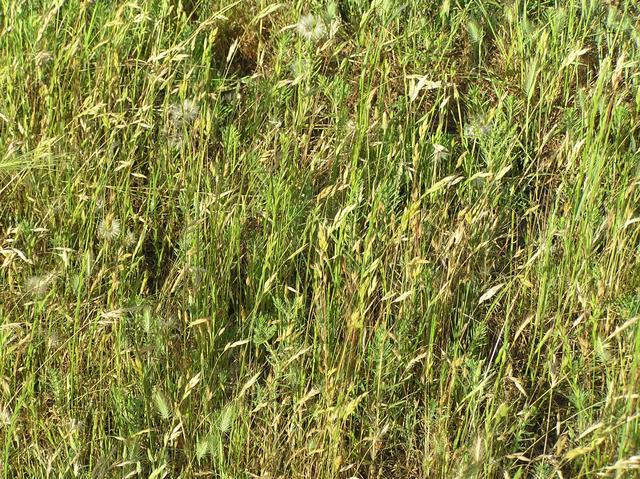 Grassy ground cover at the confluence site.